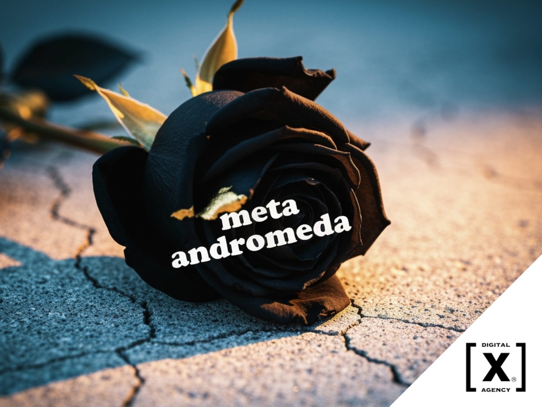 meta andromeda